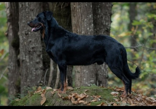 Bientôt un très beau mariage