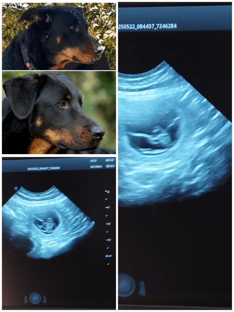 confirmation de gestation