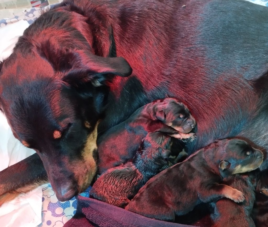 Les bébés sont nés 