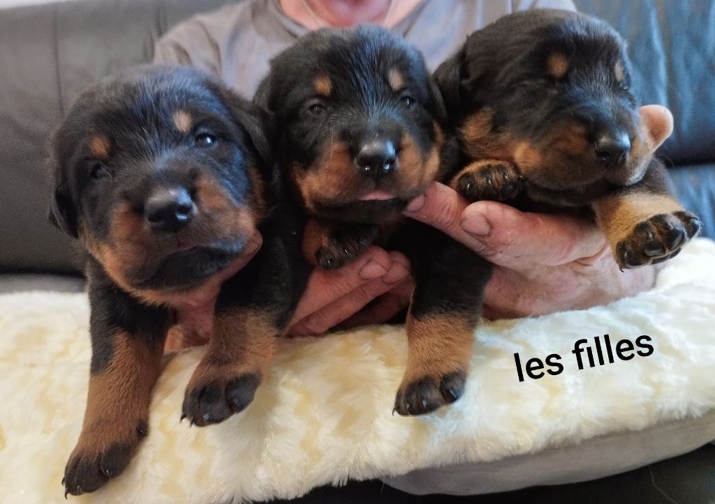 Les bébés du clan two Sanka X Tommy Shelby 