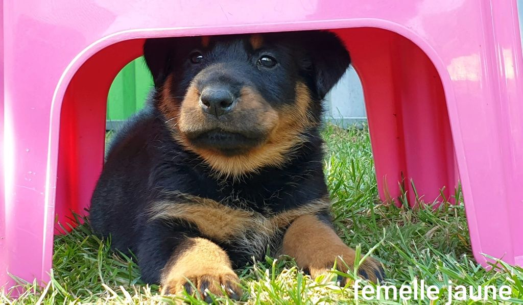 Du Clan Des Rives Noires - Chiots disponibles - Berger de Beauce