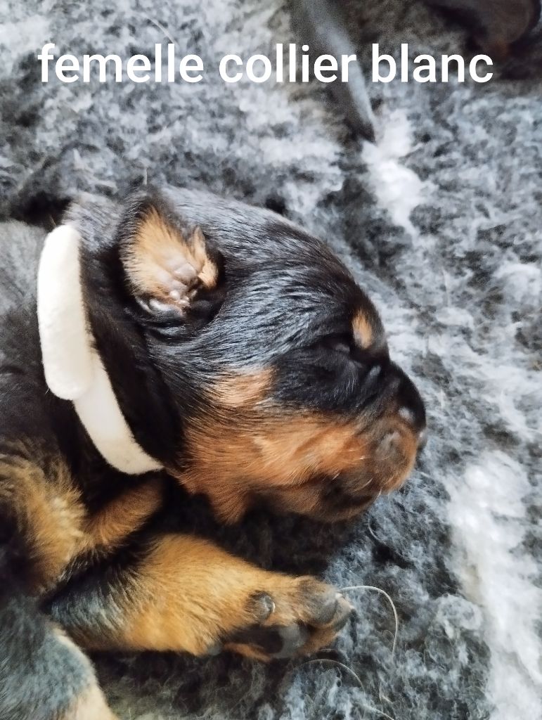 Du Clan Des Rives Noires - Chiots disponibles - Berger de Beauce