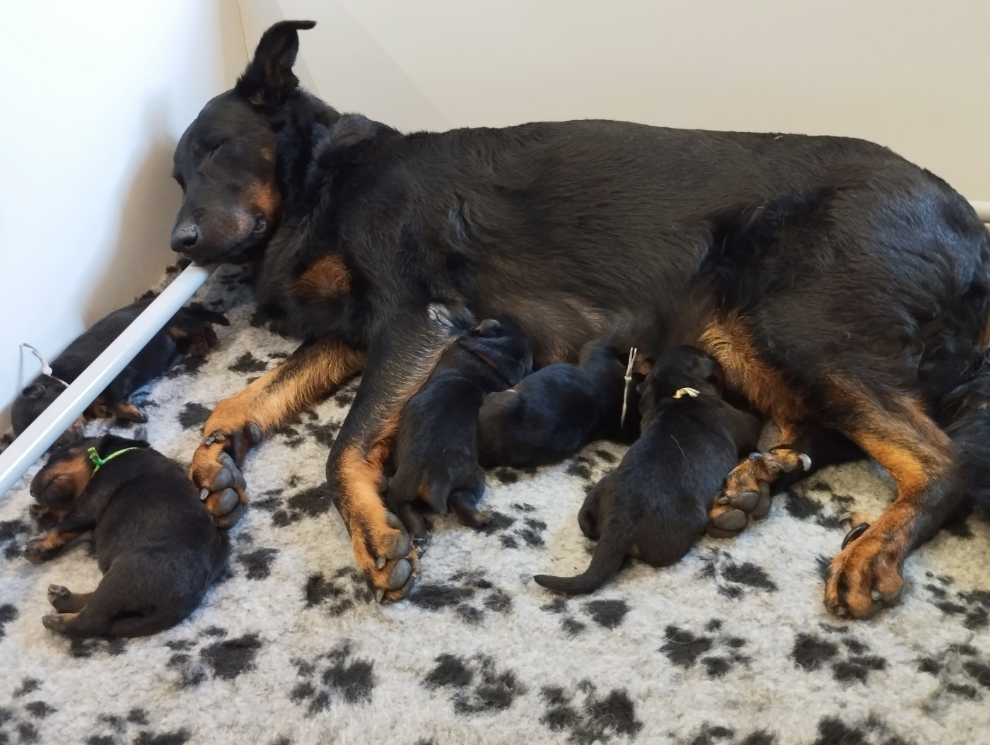 Chiot Berger de Beauce Du Clan Des Rives Noires