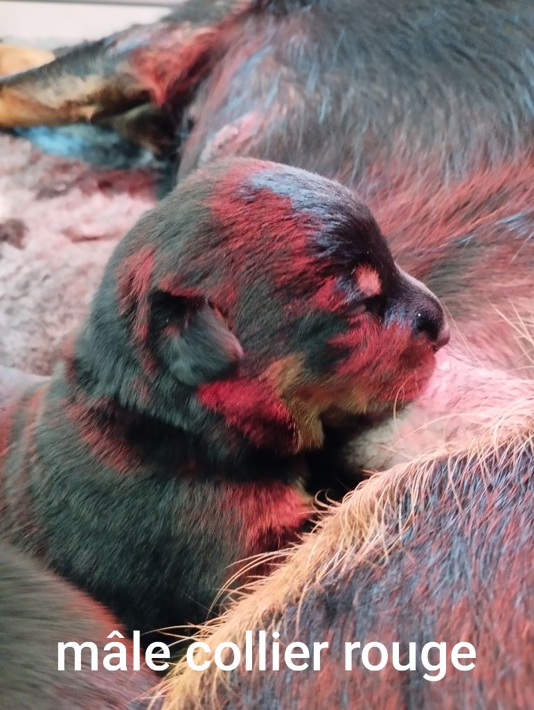 Du Clan Des Rives Noires - Chiots disponibles - Berger de Beauce
