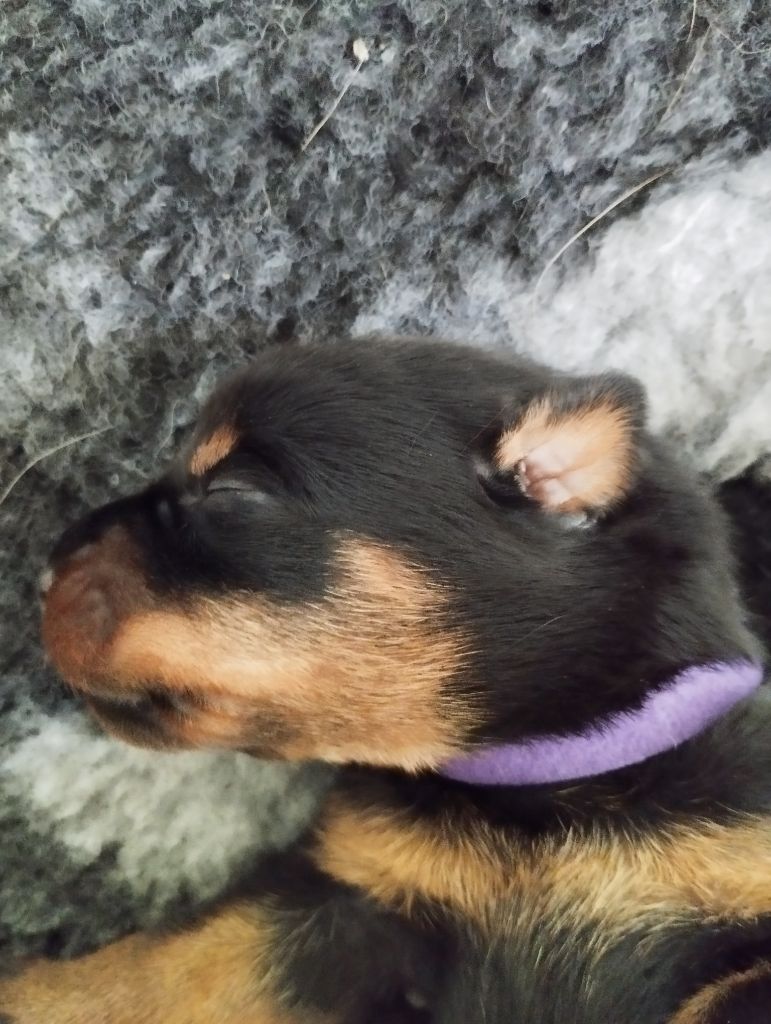Du Clan Des Rives Noires - Chiots disponibles - Berger de Beauce