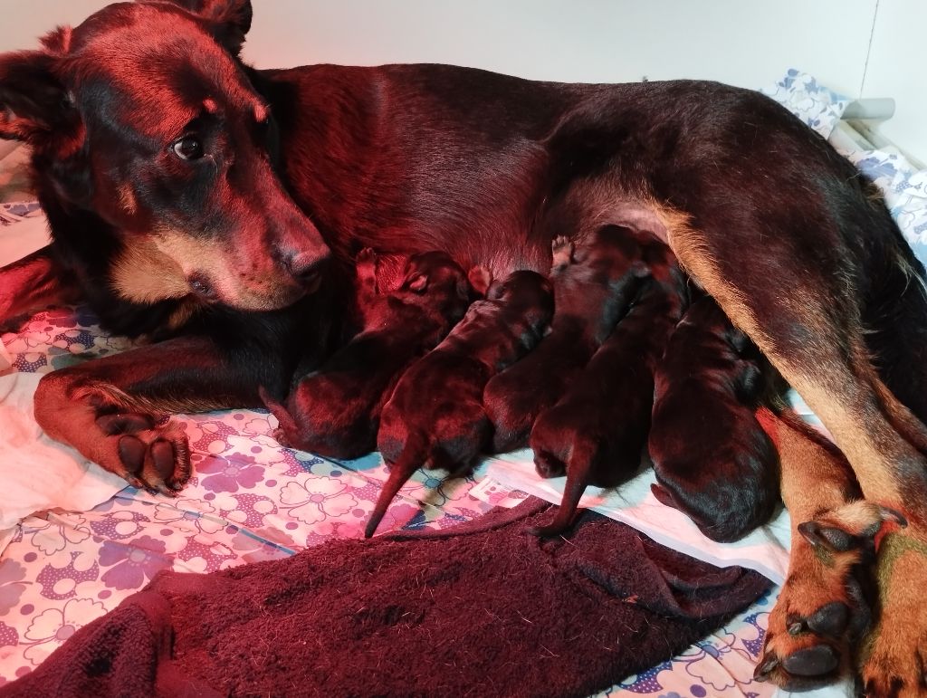 Chiot Berger de Beauce Du Clan Des Rives Noires