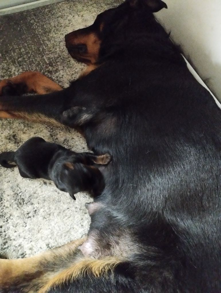 Du Clan Des Rives Noires - Chiots disponibles - Berger de Beauce