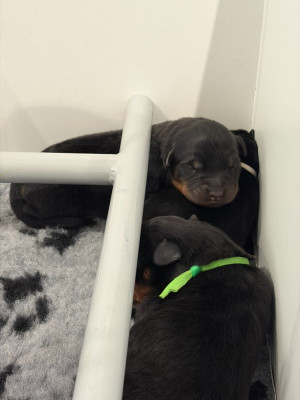 CHIOT 2
