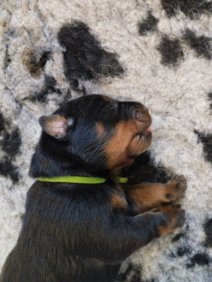 CHIOT 1