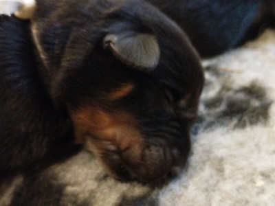 CHIOT 3