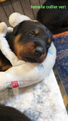 CHIOT