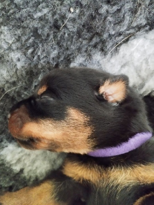 CHIOT