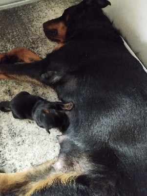CHIOT