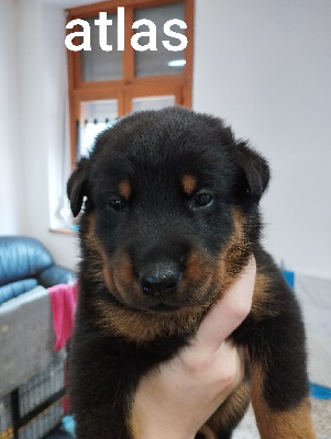 CHIOT