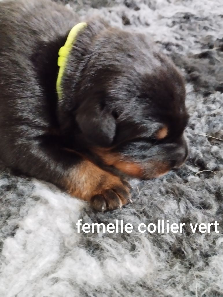 Du Clan Des Rives Noires - Chiots disponibles - Berger de Beauce