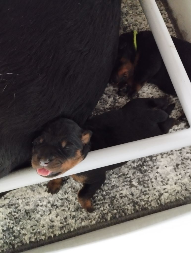 Du Clan Des Rives Noires - Chiots disponibles - Berger de Beauce
