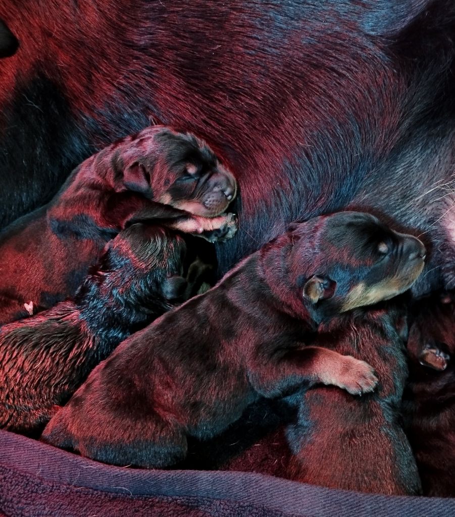 Du Clan Des Rives Noires - Chiots disponibles - Berger de Beauce