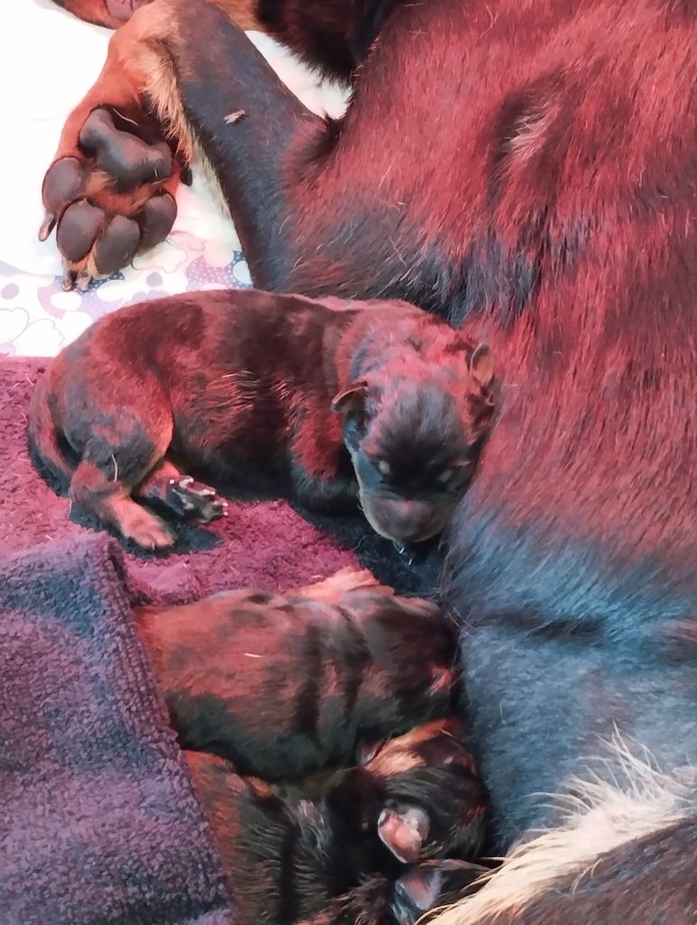 Du Clan Des Rives Noires - Chiots disponibles - Berger de Beauce