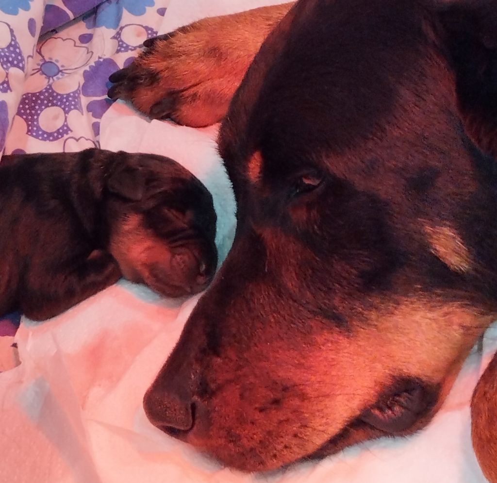 Du Clan Des Rives Noires - Chiots disponibles - Berger de Beauce